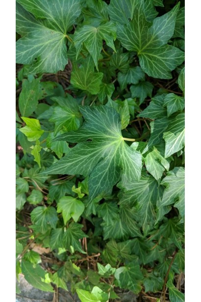 Плющ Грін Ріпл зелене листя з світлими прожилками